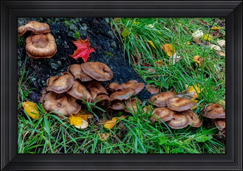 Framed Golden Honey Mushrooms On Oak Trunk, Michigan Print