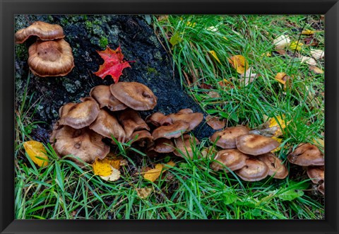 Framed Golden Honey Mushrooms On Oak Trunk, Michigan Print