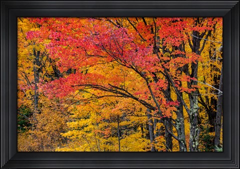 Framed Fall Color On The Keweenaw Peninsula, Michigan Print