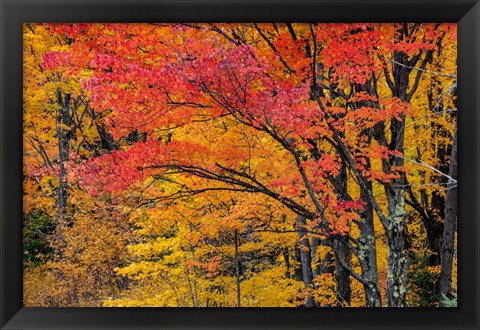 Framed Fall Color On The Keweenaw Peninsula, Michigan Print