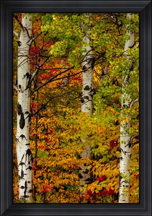 Framed Fall Color On The Keweenaw Peninsula, Michigan Print