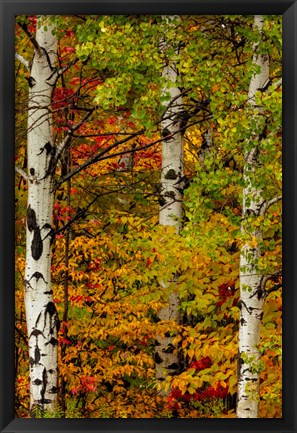 Framed Fall Color On The Keweenaw Peninsula, Michigan Print