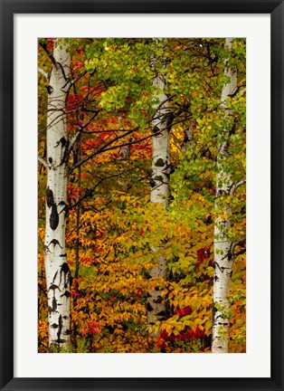 Framed Fall Color On The Keweenaw Peninsula, Michigan Print