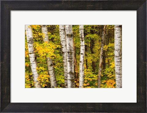 Framed Michigan, Upper Peninsula, Fall Colors Print