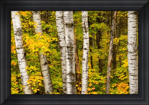 Framed Michigan, Upper Peninsula, Fall Colors Print