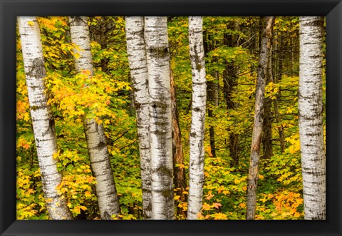 Framed Michigan, Upper Peninsula, Fall Colors Print