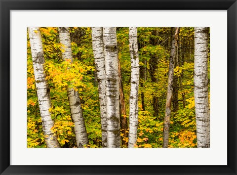 Framed Michigan, Upper Peninsula, Fall Colors Print