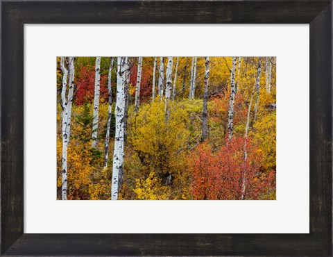 Framed Aspen Grove In Peak Fall Colors In Glacier National Park, Montana Print