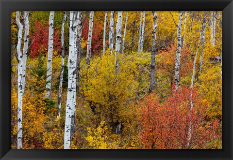 Framed Aspen Grove In Peak Fall Colors In Glacier National Park, Montana Print