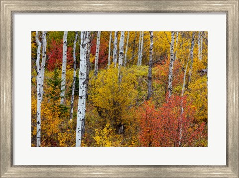 Framed Aspen Grove In Peak Fall Colors In Glacier National Park, Montana Print