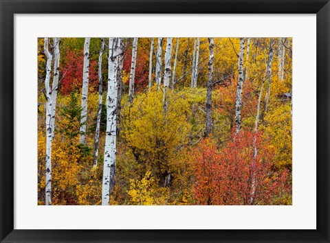 Framed Aspen Grove In Peak Fall Colors In Glacier National Park, Montana Print