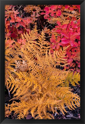 Framed Autumn Ferns And Ground Cover, Glacier National Park, Montana Print