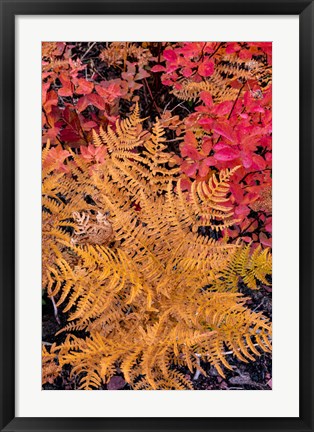 Framed Autumn Ferns And Ground Cover, Glacier National Park, Montana Print