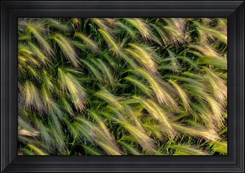 Framed Close-Up Of Foxtail Barley, Medicine Lake National Wildlife Refuge, Montana Print