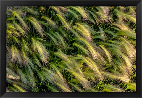 Framed Close-Up Of Foxtail Barley, Medicine Lake National Wildlife Refuge, Montana Print