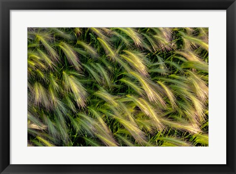 Framed Close-Up Of Foxtail Barley, Medicine Lake National Wildlife Refuge, Montana Print
