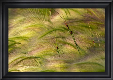 Framed Close-Up Of Foxtail Barley, Medicine Lake National Wildlife Refuge, Montana Print