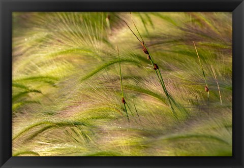 Framed Close-Up Of Foxtail Barley, Medicine Lake National Wildlife Refuge, Montana Print