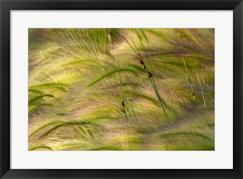 Framed Close-Up Of Foxtail Barley, Medicine Lake National Wildlife Refuge, Montana Print