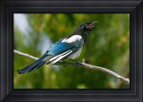 Framed Bozeman, Montana Black-Billed Magpie Vocalizing Print