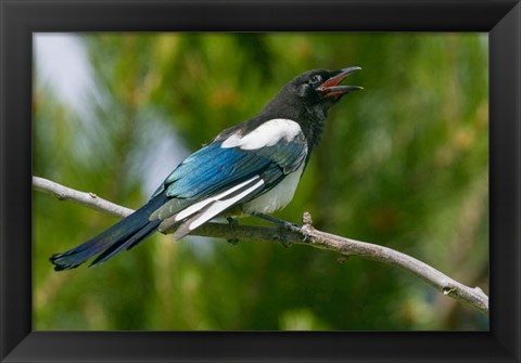 Framed Bozeman, Montana Black-Billed Magpie Vocalizing Print