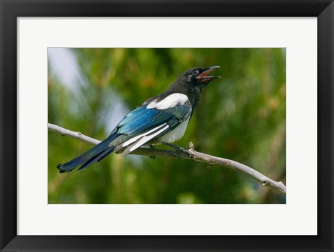 Framed Bozeman, Montana Black-Billed Magpie Vocalizing Print