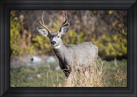 Framed Mule Deer Buck At National Bison Range, Montana Print