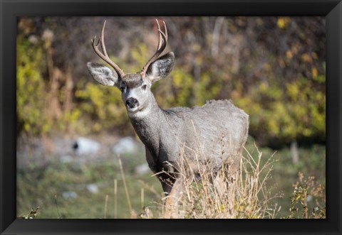 Framed Mule Deer Buck At National Bison Range, Montana Print