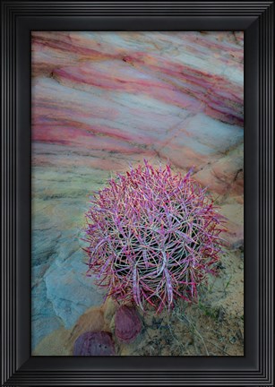 Framed Nevada, Overton, Valley Of Fire State Park Multi-Colored Rock Formation And Cactus Print