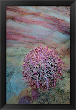 Framed Nevada, Overton, Valley Of Fire State Park Multi-Colored Rock Formation And Cactus Print