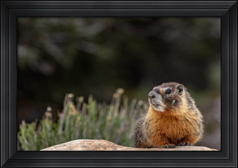 Framed Yellow Bellied Marmot In Great Basin National Park, Nevada Print