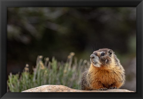 Framed Yellow Bellied Marmot In Great Basin National Park, Nevada Print