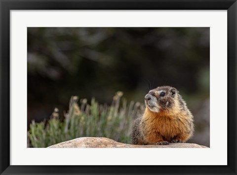 Framed Yellow Bellied Marmot In Great Basin National Park, Nevada Print