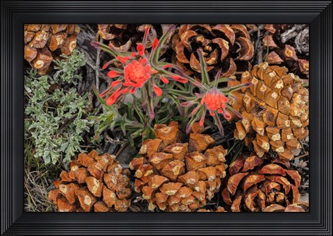 Framed Indian Paintbrush And Pine Cones In Great Basin National Park, Nevada Print