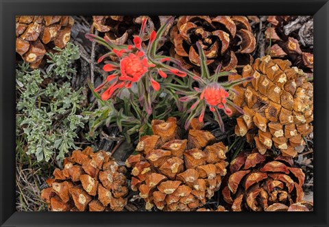 Framed Indian Paintbrush And Pine Cones In Great Basin National Park, Nevada Print