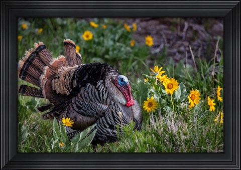 Framed Tom Turkey In Breeding Plumage In Great Basin National Park, Nevada Print