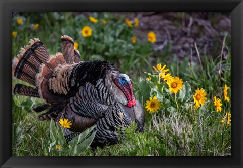 Framed Tom Turkey In Breeding Plumage In Great Basin National Park, Nevada Print