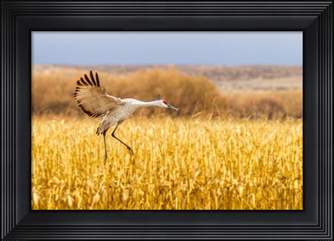 Framed Sandhill Crane Landing Print