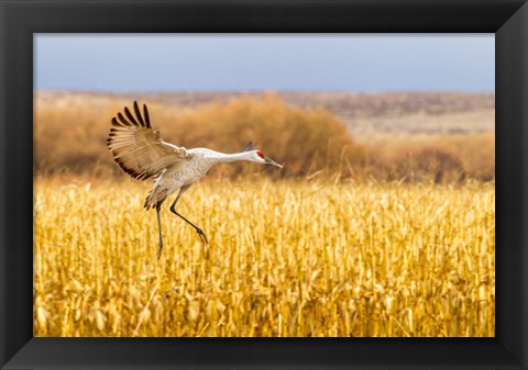 Framed Sandhill Crane Landing Print