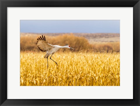 Framed Sandhill Crane Landing Print