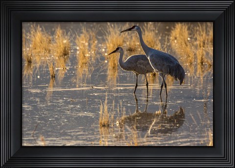 Framed Sandhill Cranes In Water Print