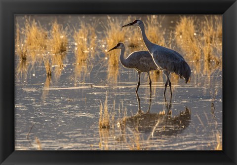 Framed Sandhill Cranes In Water Print
