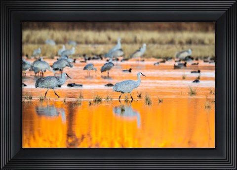 Framed Sandhill Cranes In Water At Sunrise Print