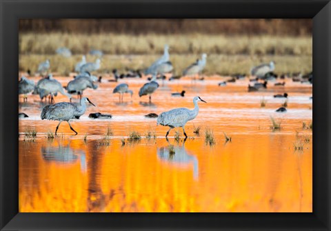 Framed Sandhill Cranes In Water At Sunrise Print