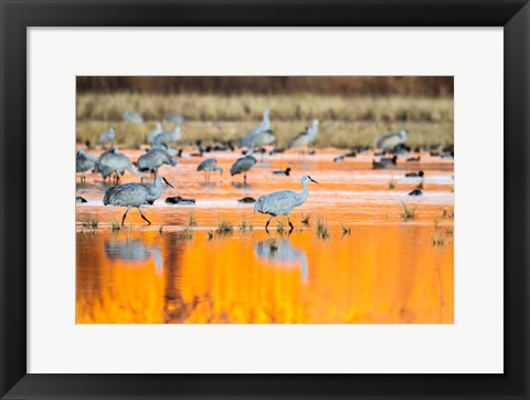 Framed Sandhill Cranes In Water At Sunrise Print