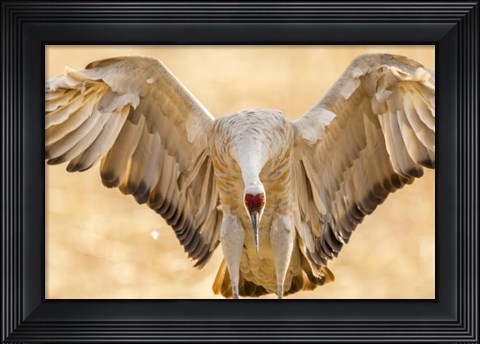 Framed Close-Up Of Sandhill Crane Landing Print
