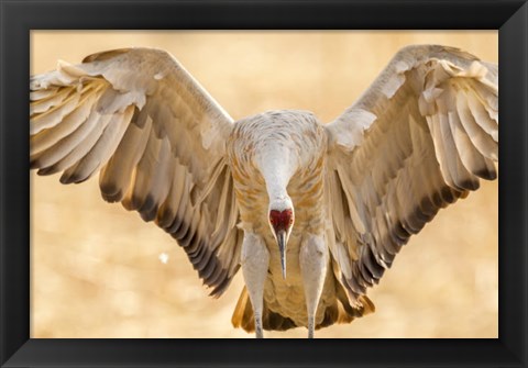 Framed Close-Up Of Sandhill Crane Landing Print