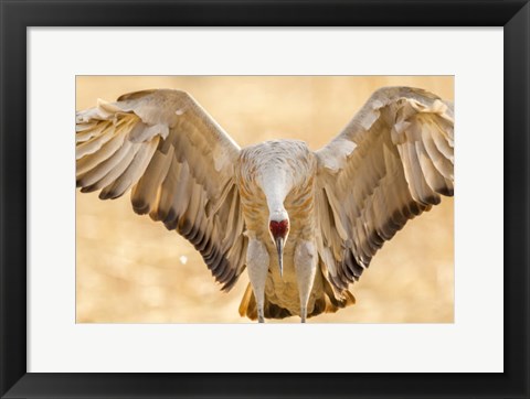 Framed Close-Up Of Sandhill Crane Landing Print