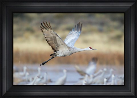 Framed Sandhill Crane Flying Print