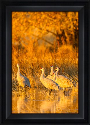 Framed Sandhill Cranes In Water At Sunrise Print